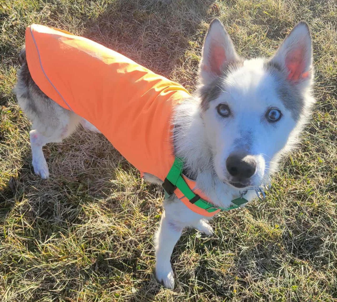 Enlarge Bernard, a Adoptable mixed breed in Oxford, MI image 2/3