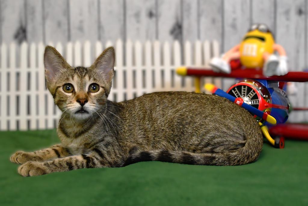 Bentley, Adoptable, Kitten Male Domestic Short Hair.