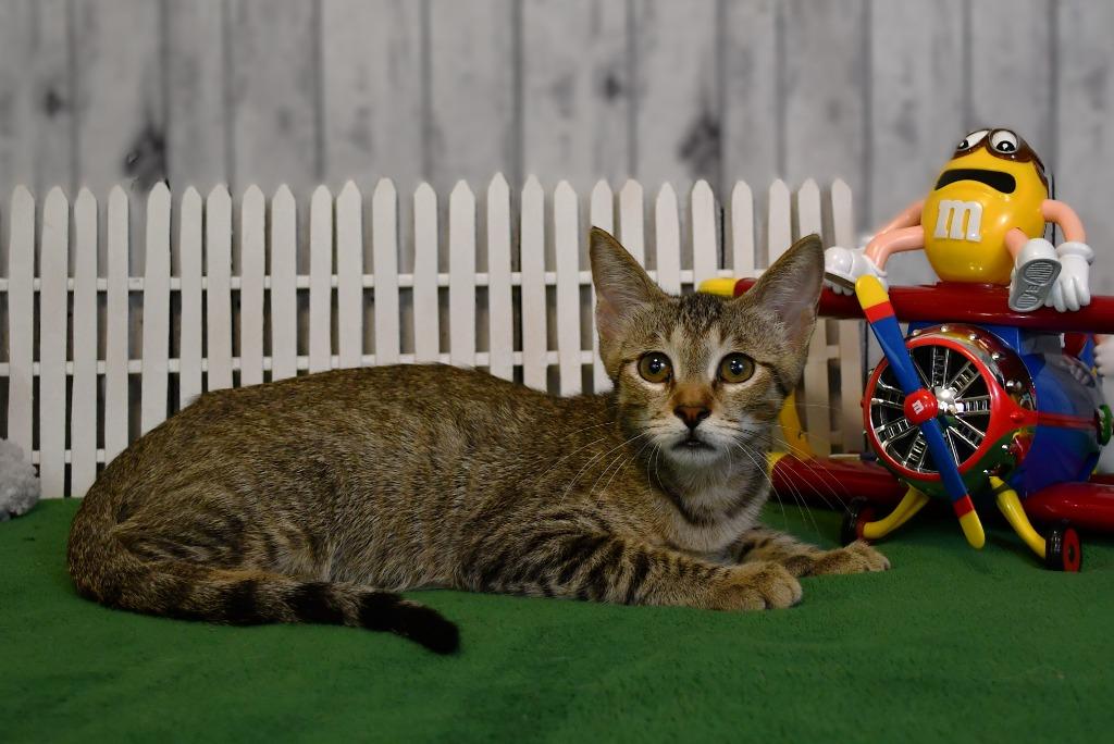 Enlarge Bentley, a Adoptable mixed breed in Roanoke, TX image 3/3