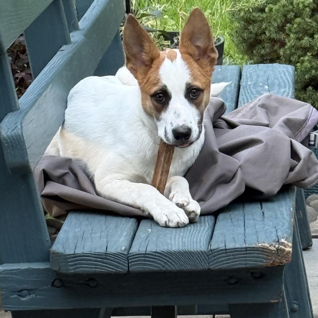 NY Argentina (Foster in Yorktown Heights), Adoptable, Puppy Female Mixed Breed.