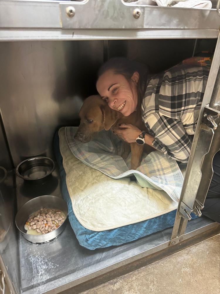 Poppy, Adoptable, Young Female American Staffordshire Terrier.