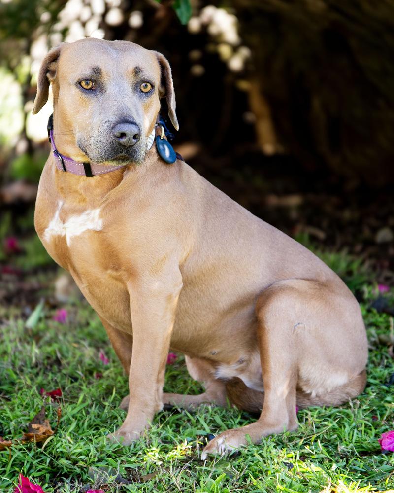 Poppy, Adoptable, Young Female American Staffordshire Terrier.