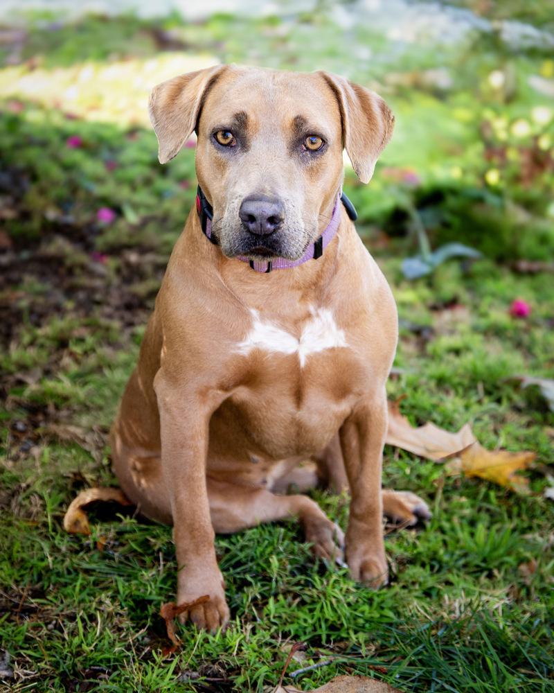 Poppy, a Adoptable mixed breed in St. Petersburg, FL image 2/6