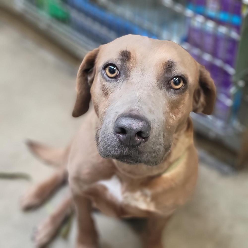 Enlarge Poppy, a Adoptable mixed breed in St. Petersburg, FL image 2/2