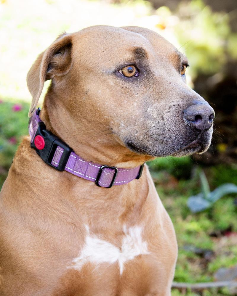 Poppy, a Adoptable mixed breed in St. Petersburg, FL image 4/6