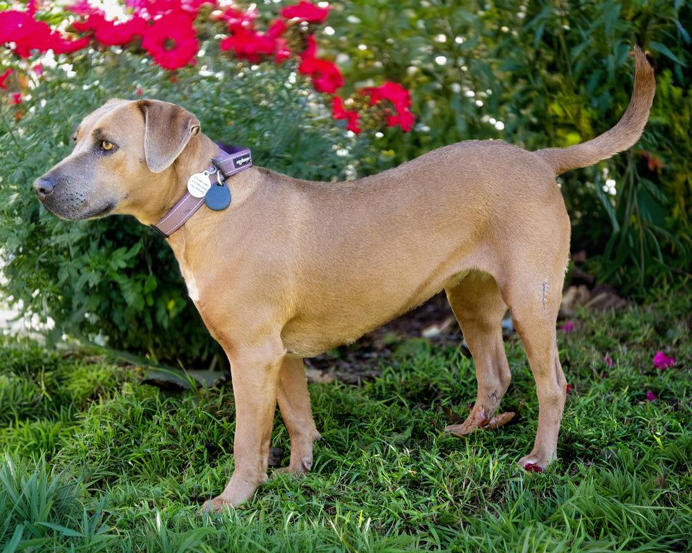 Poppy, a Adoptable mixed breed in St. Petersburg, FL image 5/6