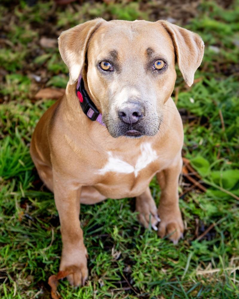 Poppy, a Adoptable mixed breed in St. Petersburg, FL image 6/6