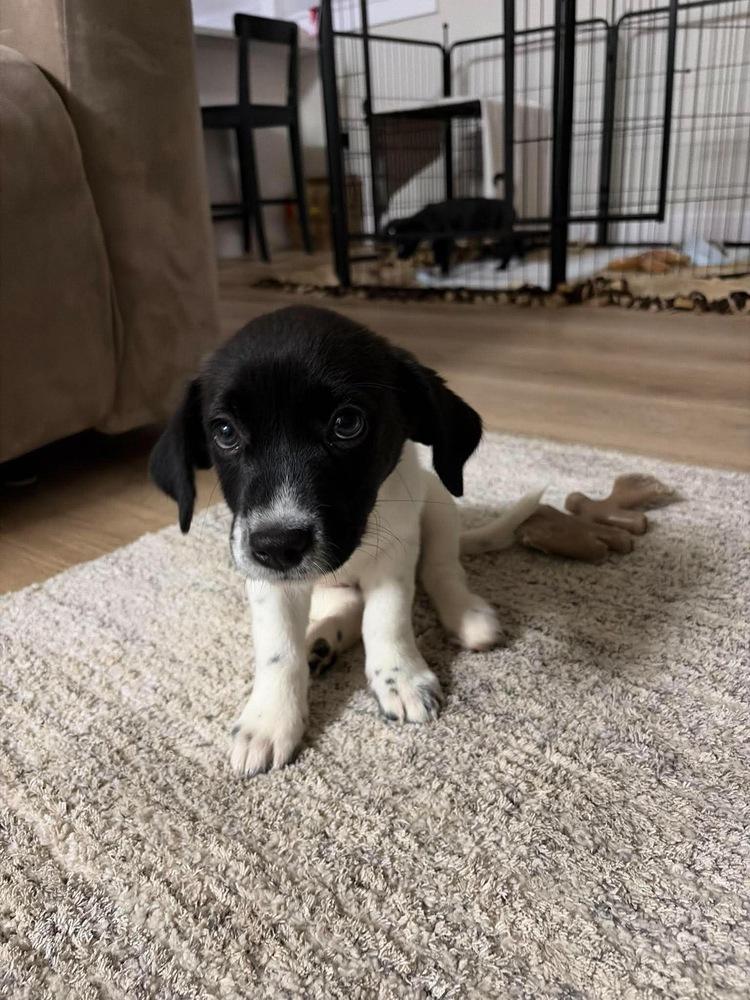 Enlarge Zebra Cake, a Adoptable mixed breed in Rockland, WI image 1/1