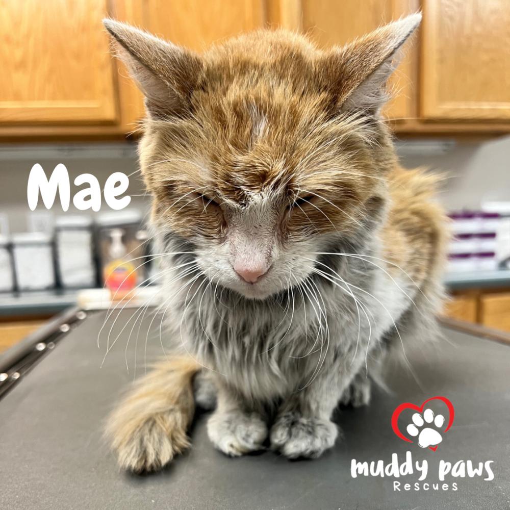 Mae, Adopted, Adult Female Domestic Medium Hair.