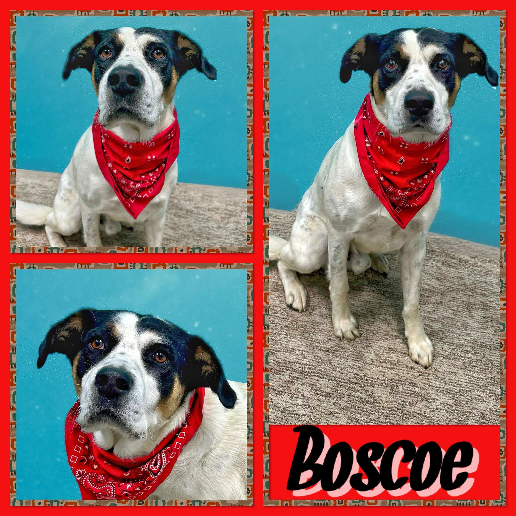 Boscoe, ADOPTABLE, Adult Male Hound.