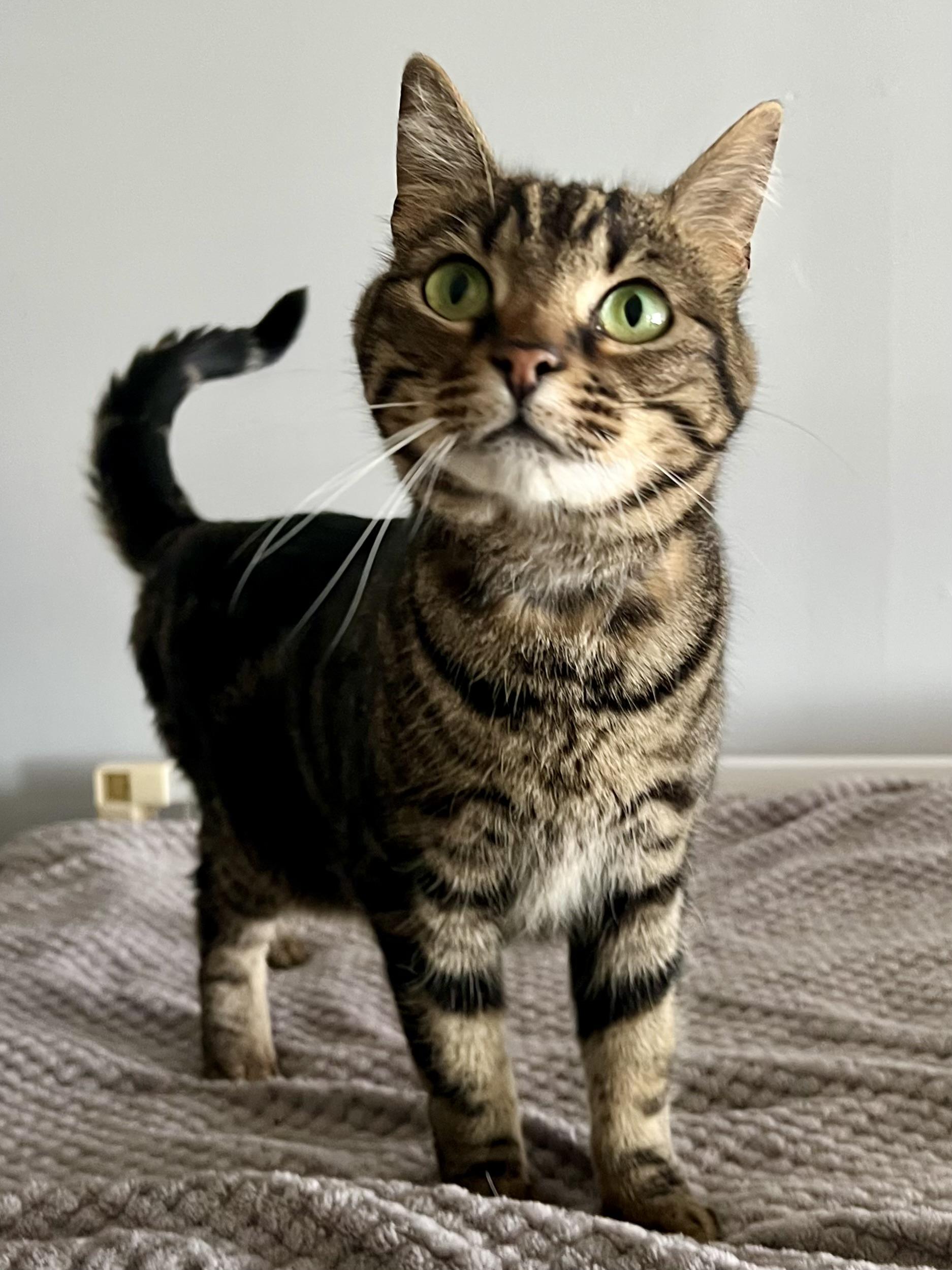 Khaleesi, ADOPTABLE, Adult Female Domestic Short Hair.