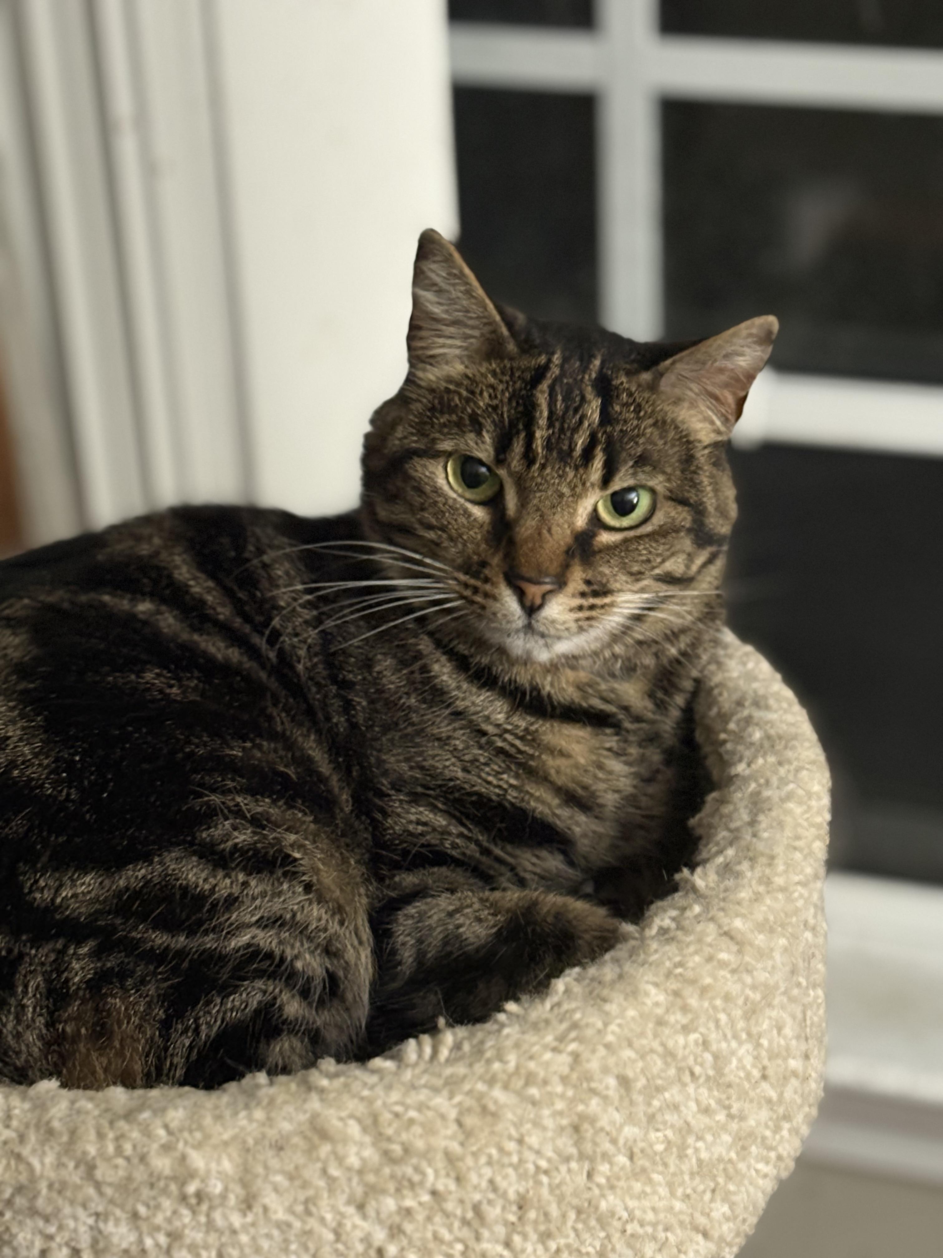 Enlarge Khaleesi, a ADOPTABLE Domestic Short Hair in Warminster, PA image 3/5
