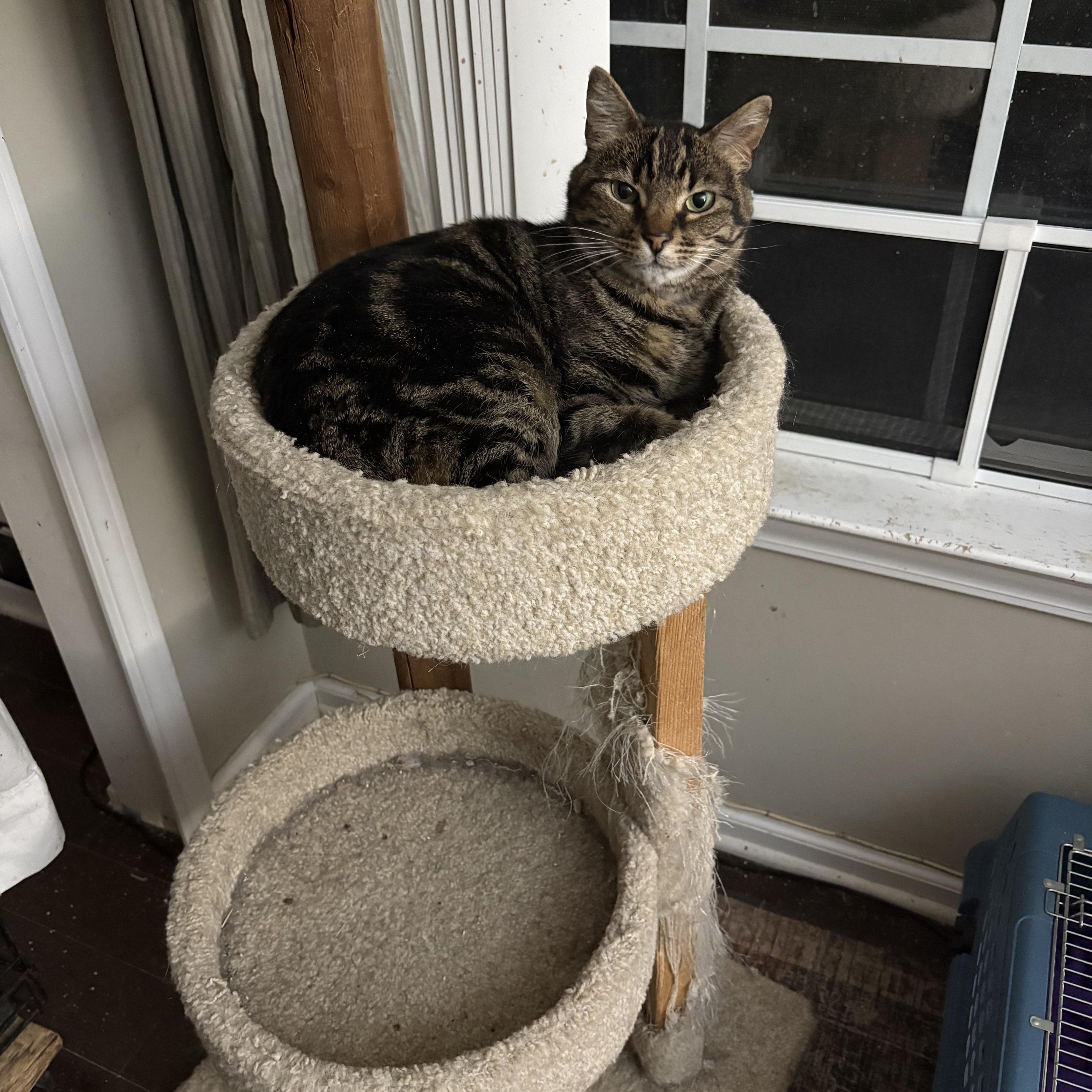 Enlarge Khaleesi, a ADOPTABLE Domestic Short Hair in Warminster, PA image 4/5