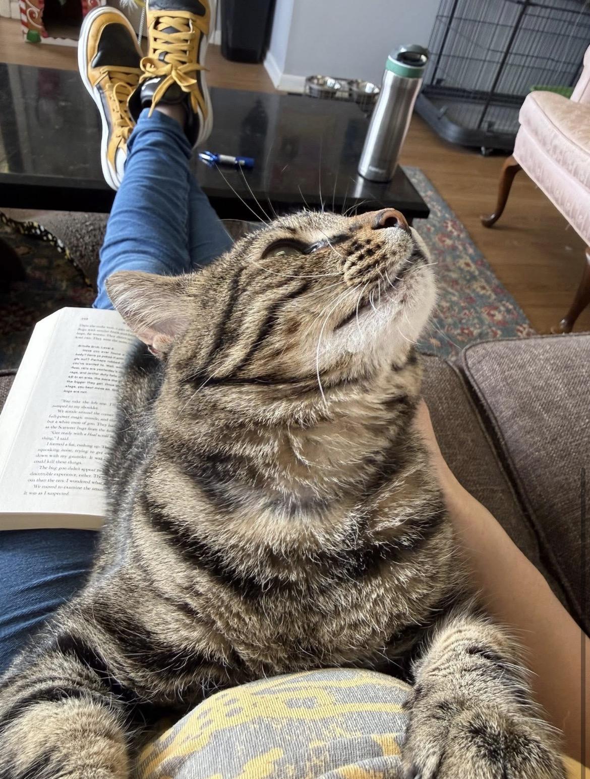 Khaleesi, a ADOPTABLE Domestic Short Hair in Warminster, PA image 6/6