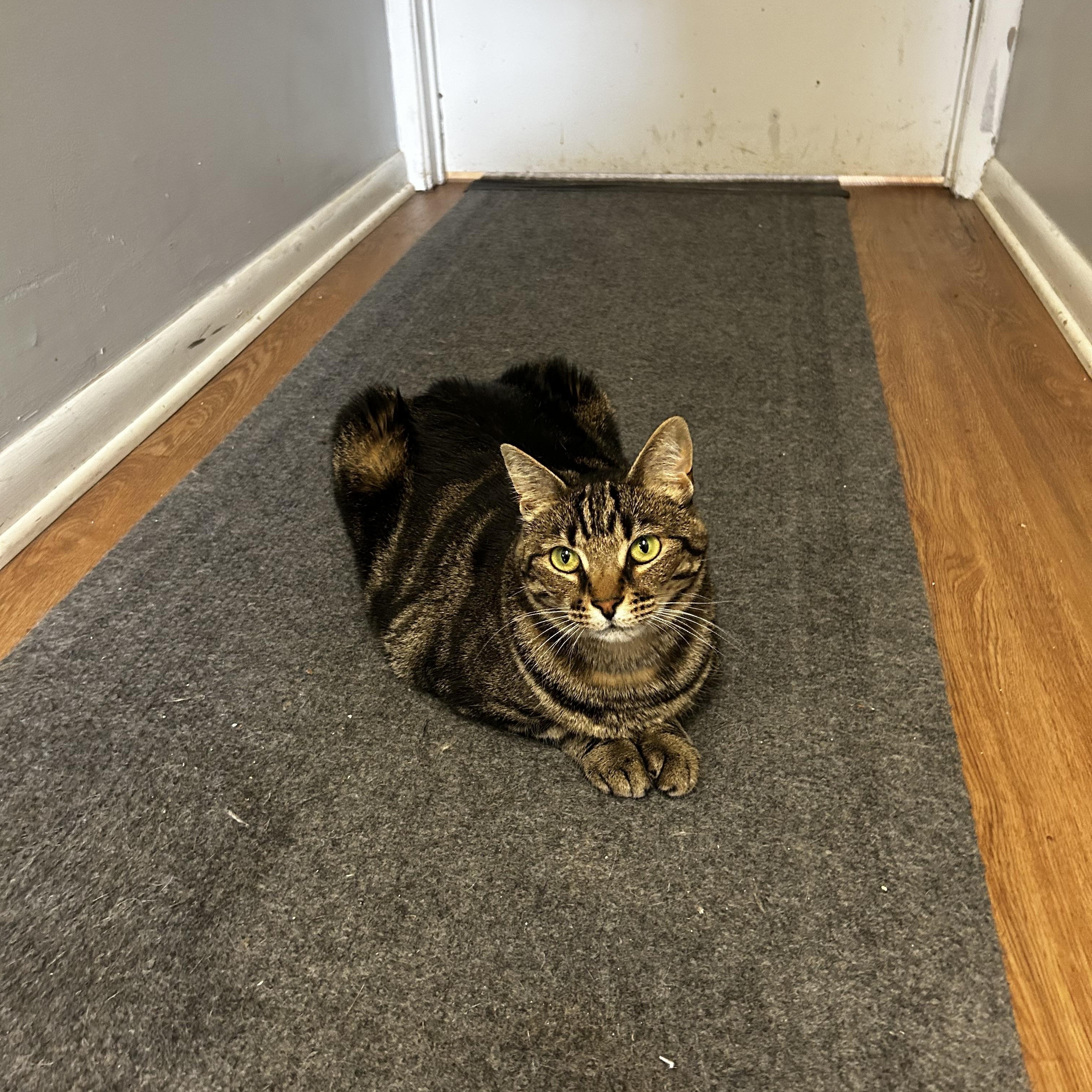 Khaleesi, a ADOPTABLE Domestic Short Hair in Warminster, PA image 6/6