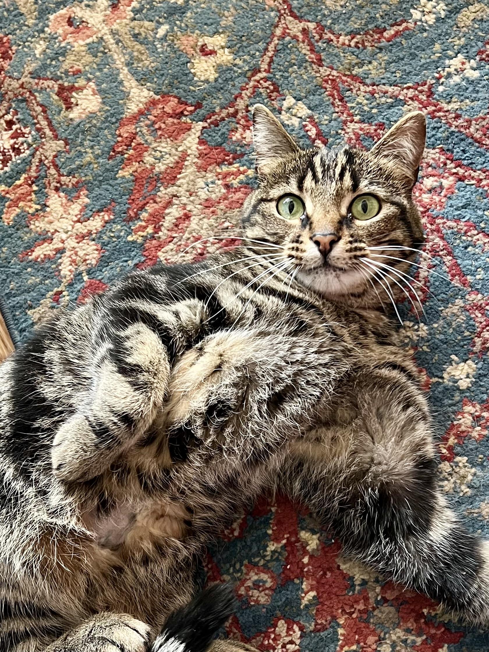 Enlarge Khaleesi, a ADOPTABLE Domestic Short Hair in Warminster, PA image 5/5