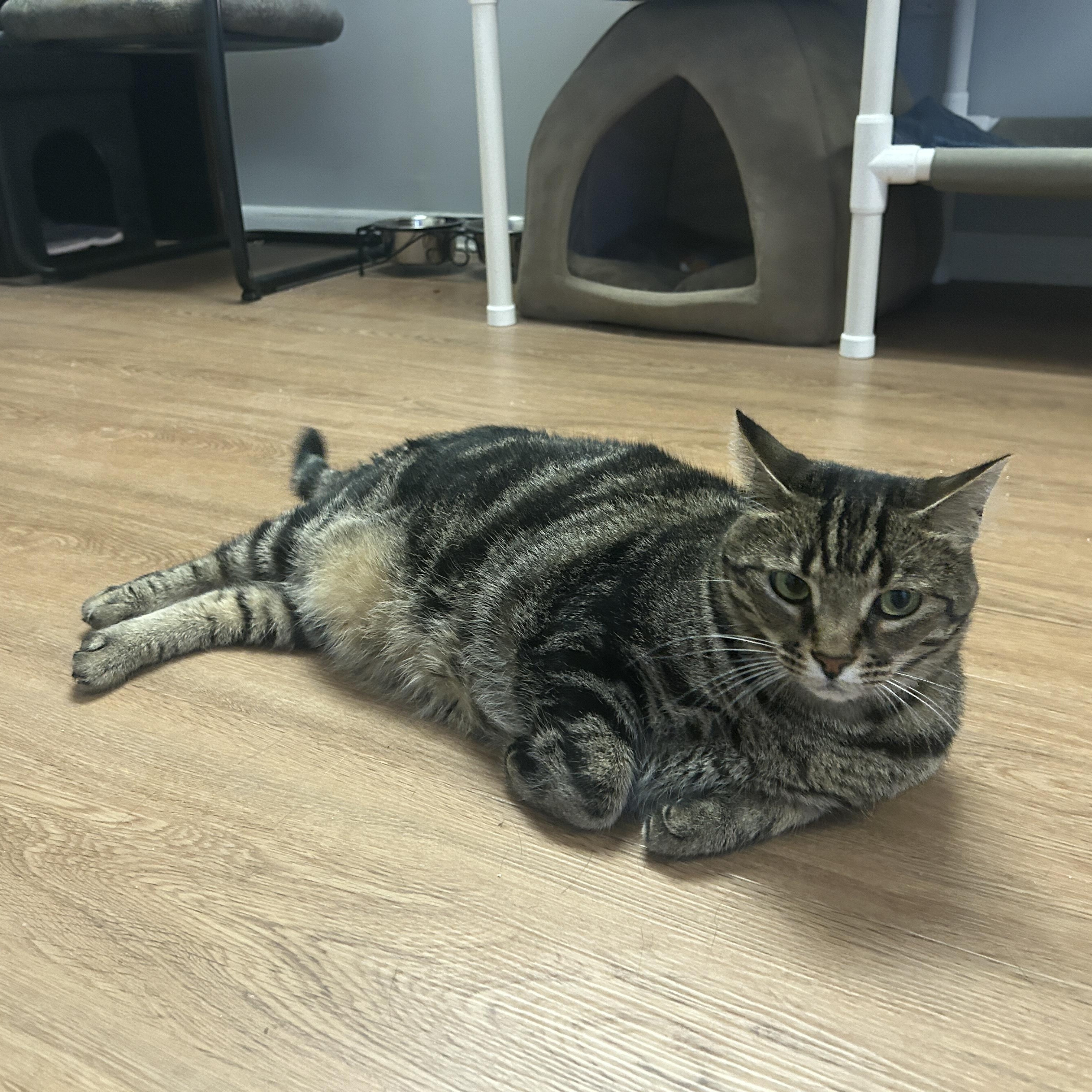Khaleesi, a ADOPTABLE Domestic Short Hair in Warminster, PA image 5/6