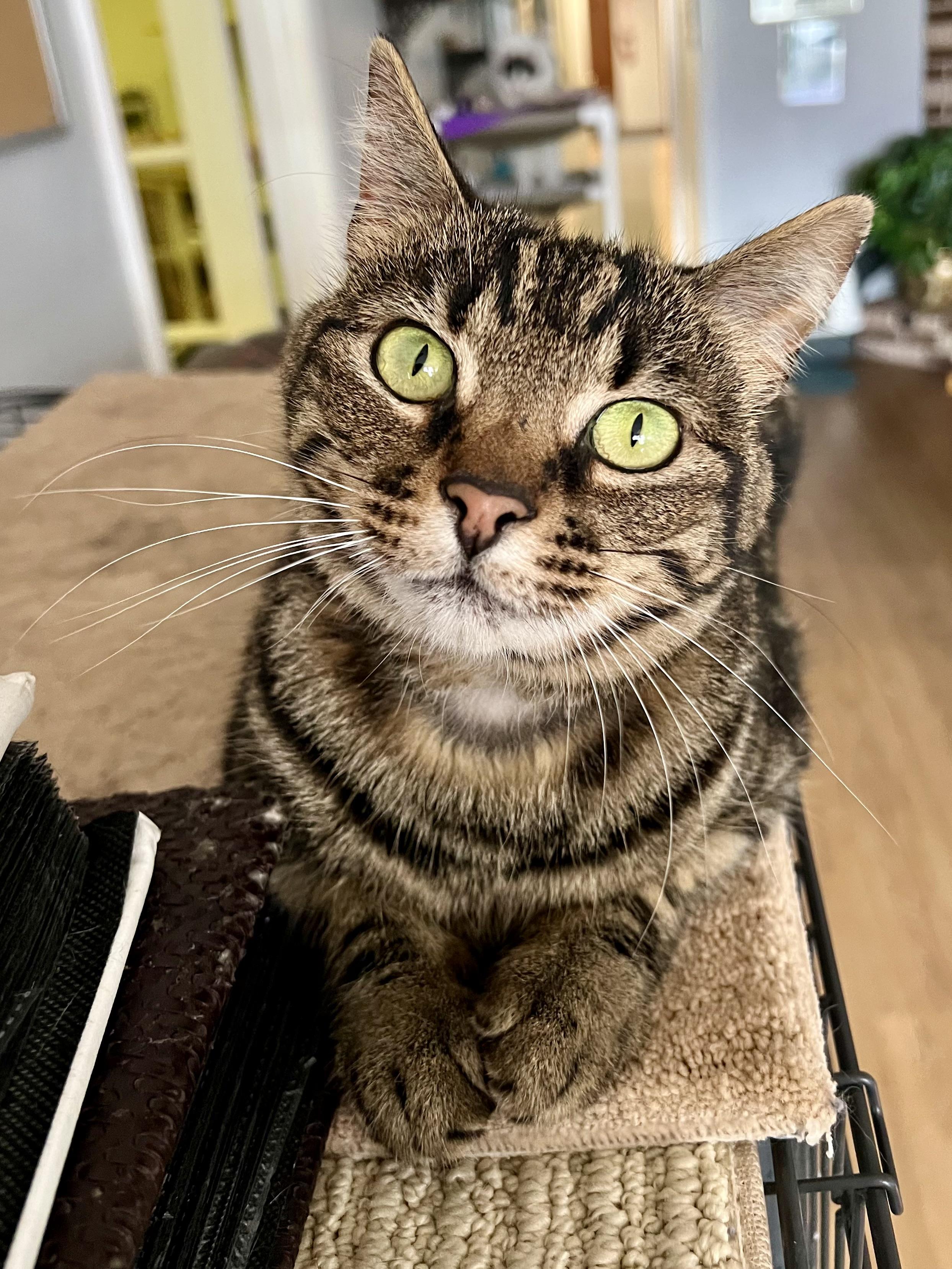 Enlarge Khaleesi, a ADOPTABLE Domestic Short Hair in Warminster, PA image 2/5