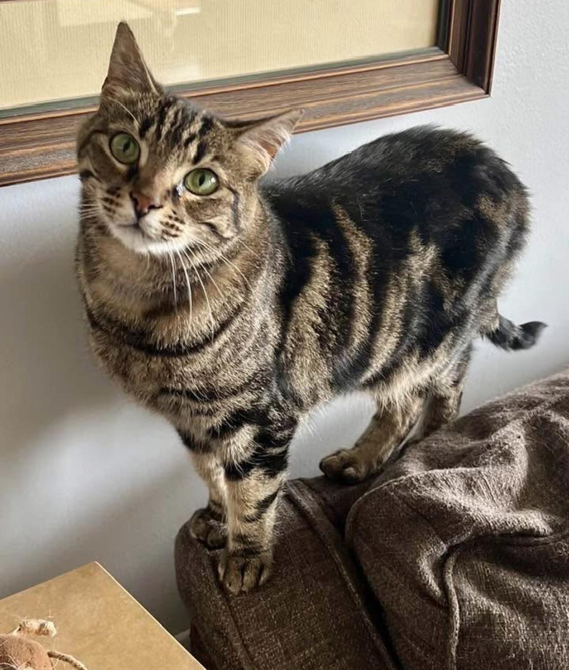 Enlarge Khaleesi, a ADOPTABLE Domestic Short Hair in Warminster, PA image 1/6