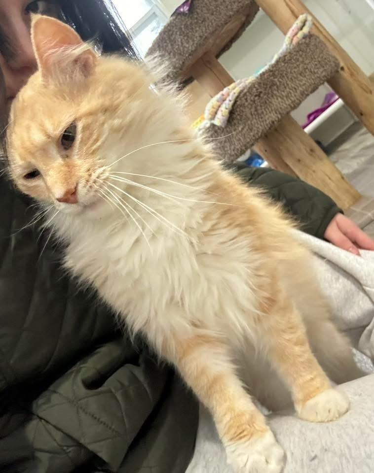 Enlarge Kringle, an adopted Domestic Long Hair in Ashland, OH image 2/2