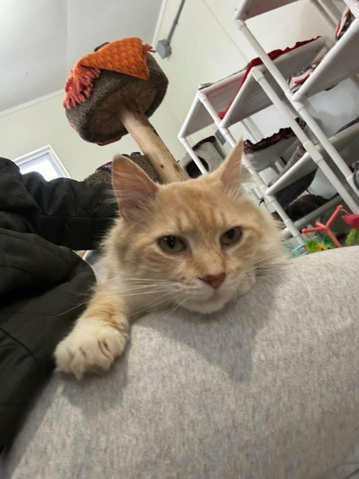 Enlarge Kringle, an adopted Domestic Long Hair in Ashland, OH image 1/2