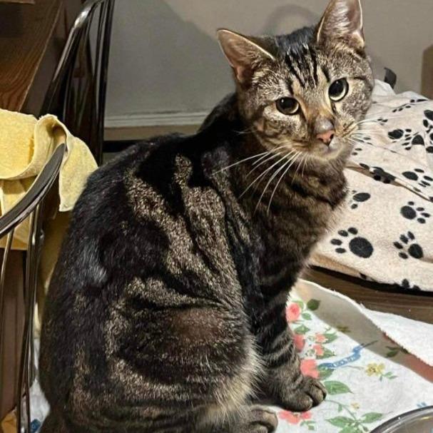 Goose, Adoptable, Young Male Domestic Short Hair.