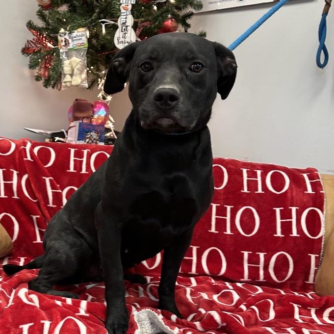 Rosa, Adoptable, Young Female Black Labrador Retriever.