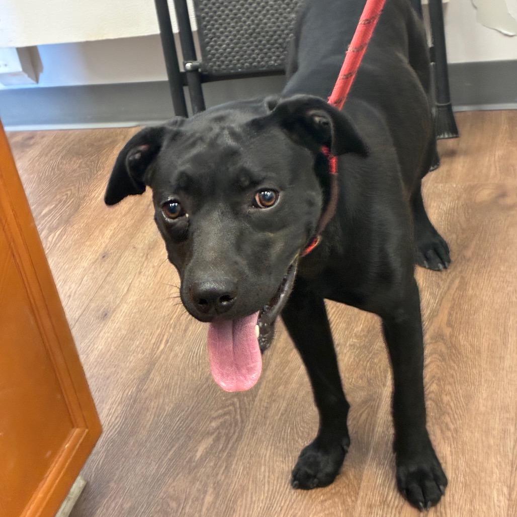 Enlarge Rosa, a Adoptable mixed breed in Morganfield, KY image 2/3