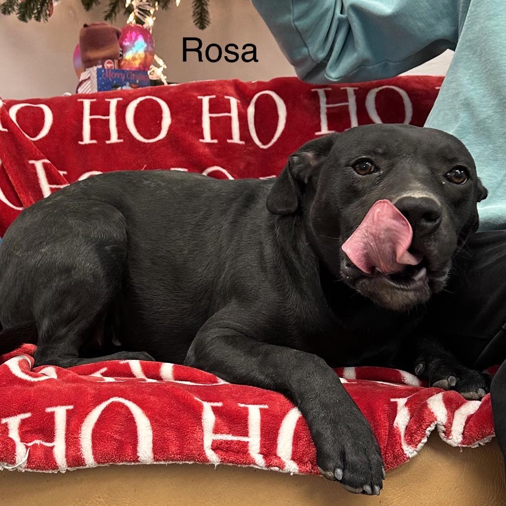 Enlarge Rosa, a Adoptable mixed breed in Morganfield, KY image 3/3