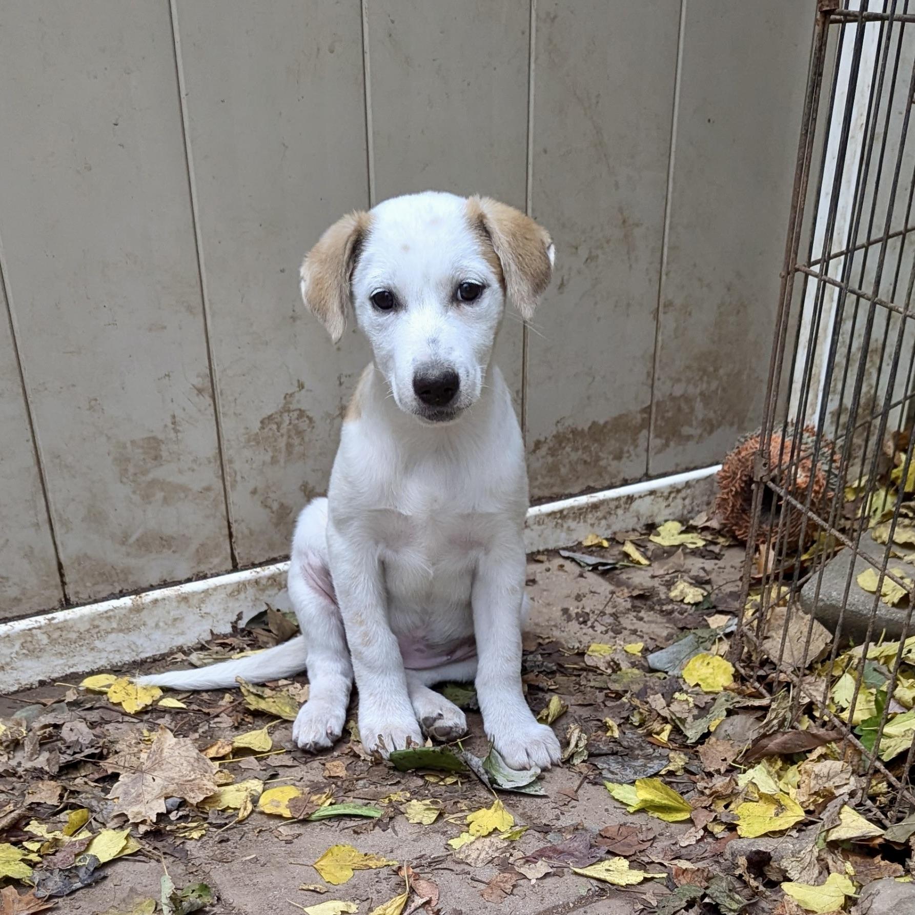 Oriana, an adoptable Hound, Setter in Paramus, NJ, 07653 | Photo Image 1