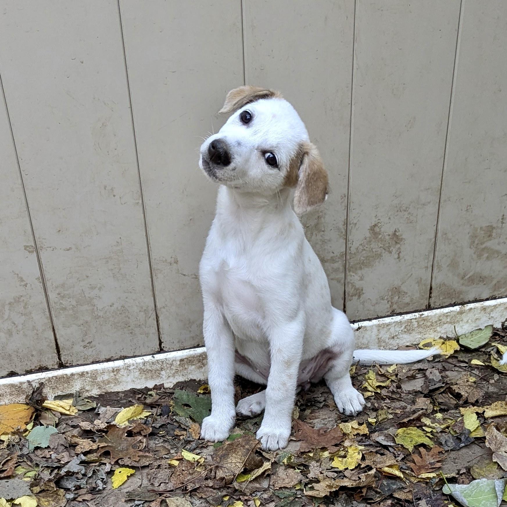 Oriana, an adoptable Hound, Setter in Paramus, NJ, 07653 | Photo Image 4