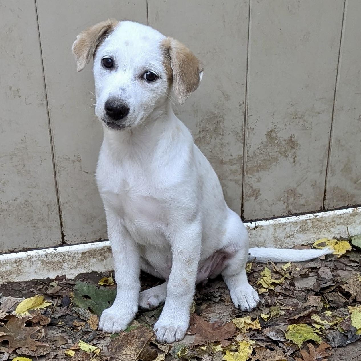 Oriana, an adoptable Hound, Setter in Paramus, NJ, 07653 | Photo Image 5