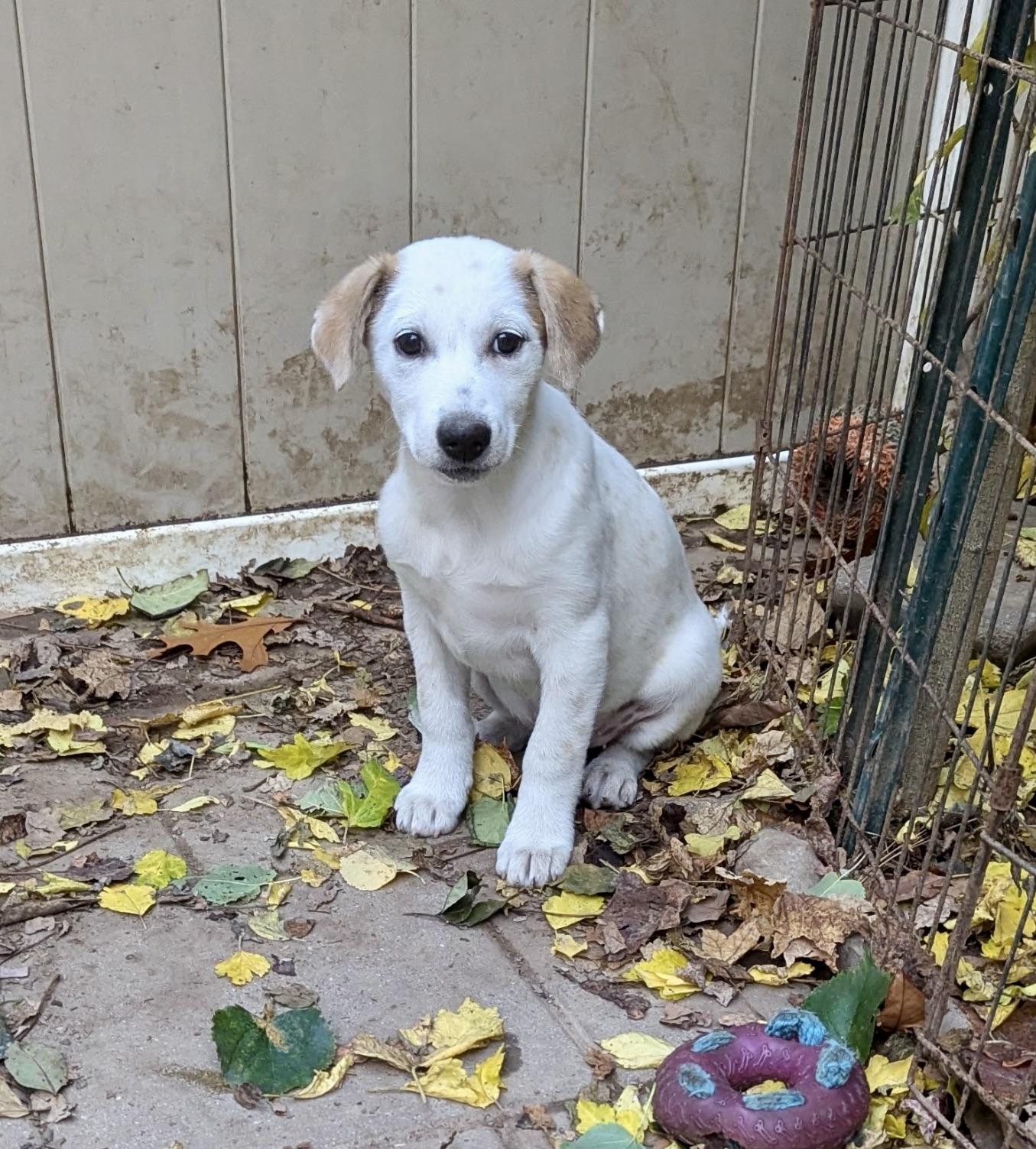 Oriana, an adoptable Hound, Setter in Paramus, NJ, 07653 | Photo Image 3