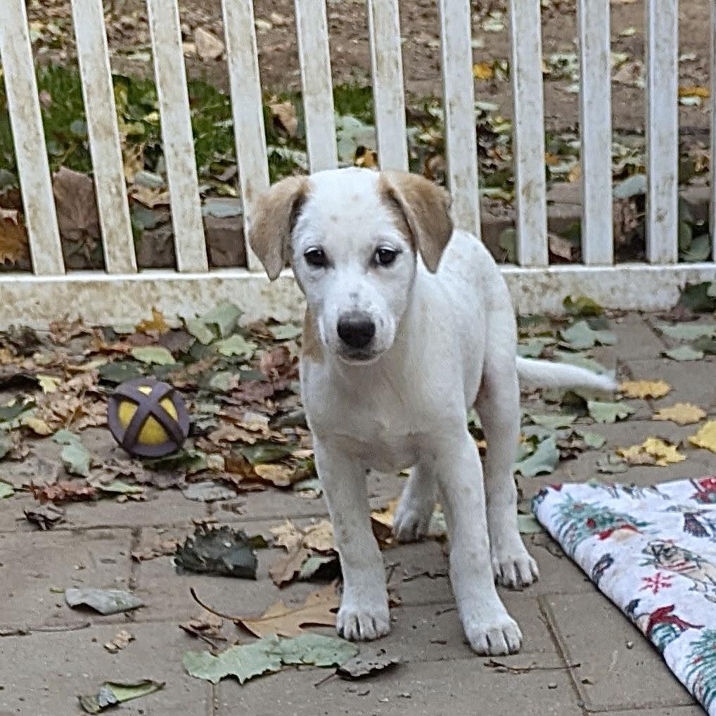 Oriana, an adoptable Hound, Setter in Paramus, NJ, 07653 | Photo Image 2
