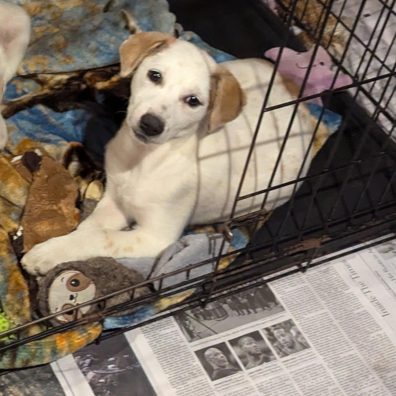 Oriana, an adoptable Hound, Setter in Paramus, NJ, 07653 | Photo Image 6