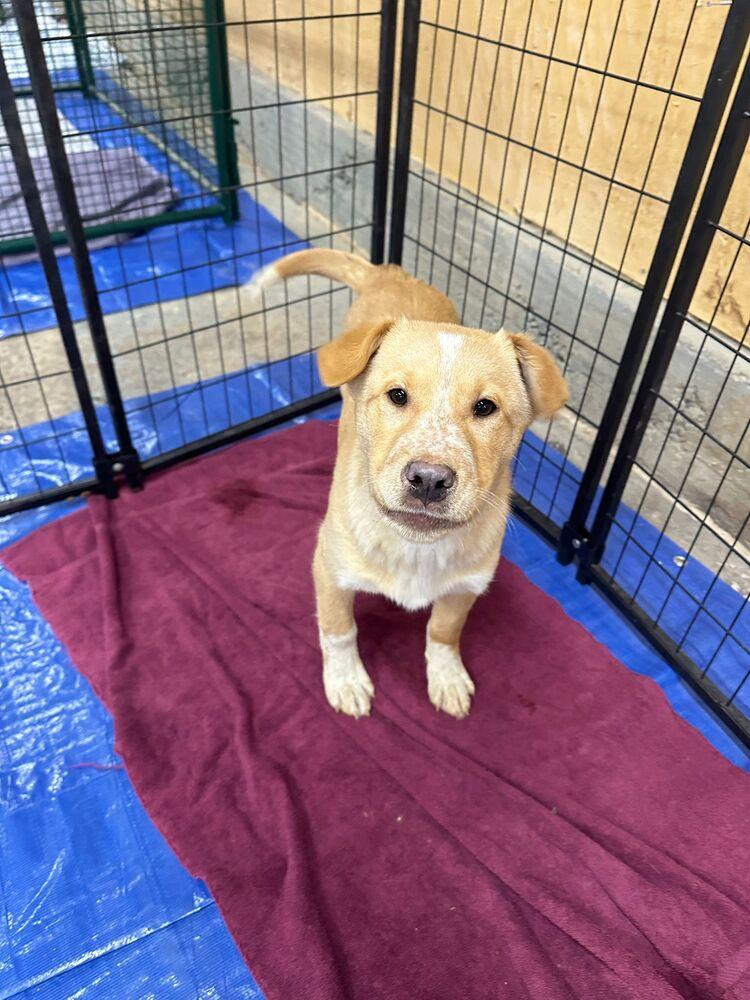 Fresco, Adoptable, Puppy Male Shepherd & Labrador Retriever.