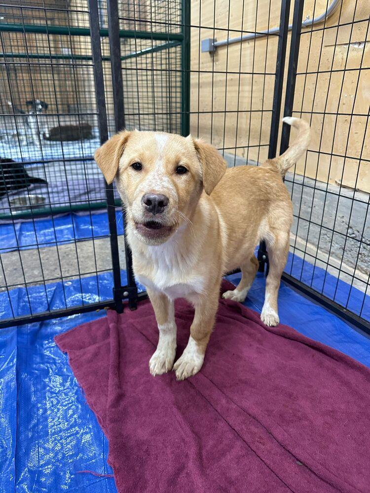 Fresco, a Adoptable mixed breed in Calgary, AB image 2/6