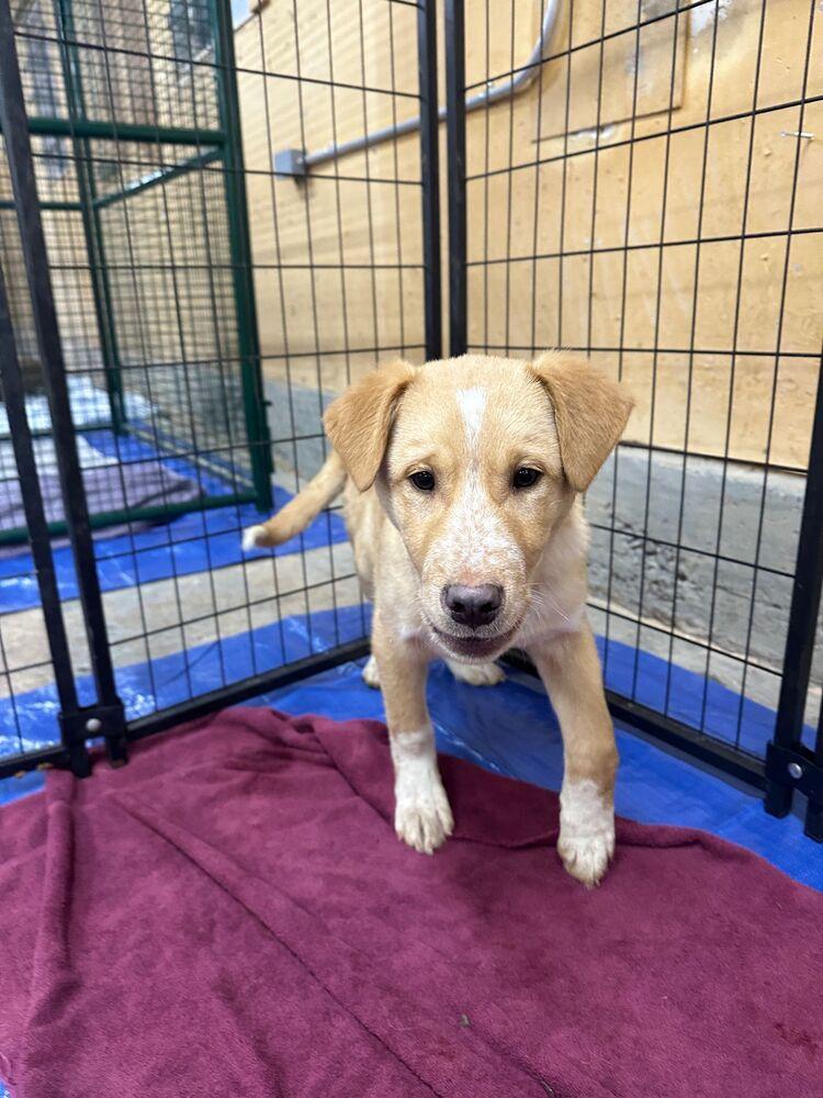 Fresco, a Adoptable mixed breed in Calgary, AB image 4/6