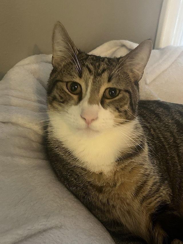 Elio, Adoptable, Young Male Domestic Short Hair.