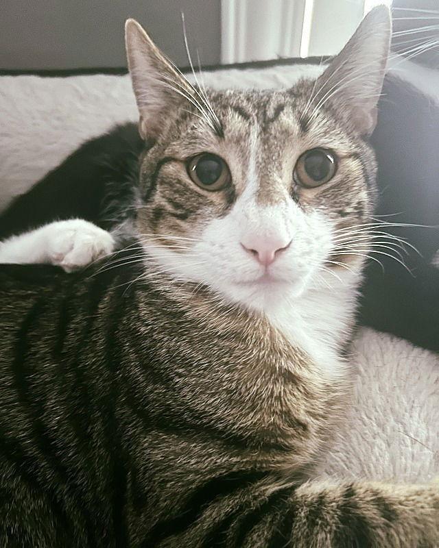 Enlarge Elio, a Adoptable Domestic Short Hair in Tampa, FL image 2/3