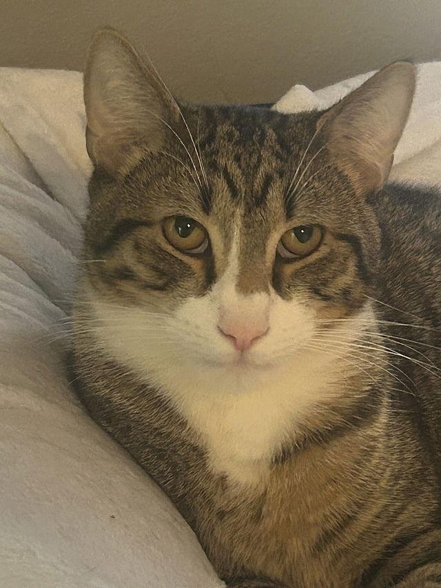 Enlarge Elio, a Adoptable Domestic Short Hair in Tampa, FL image 3/3