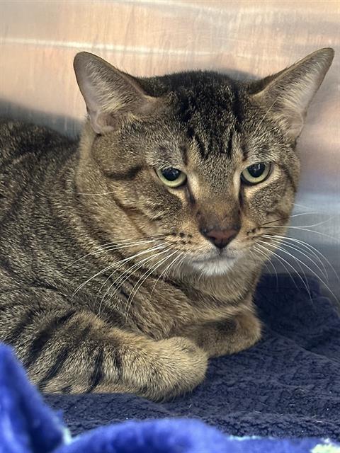 CHESTNUT, Adoptable, Adult Male Domestic Short Hair.