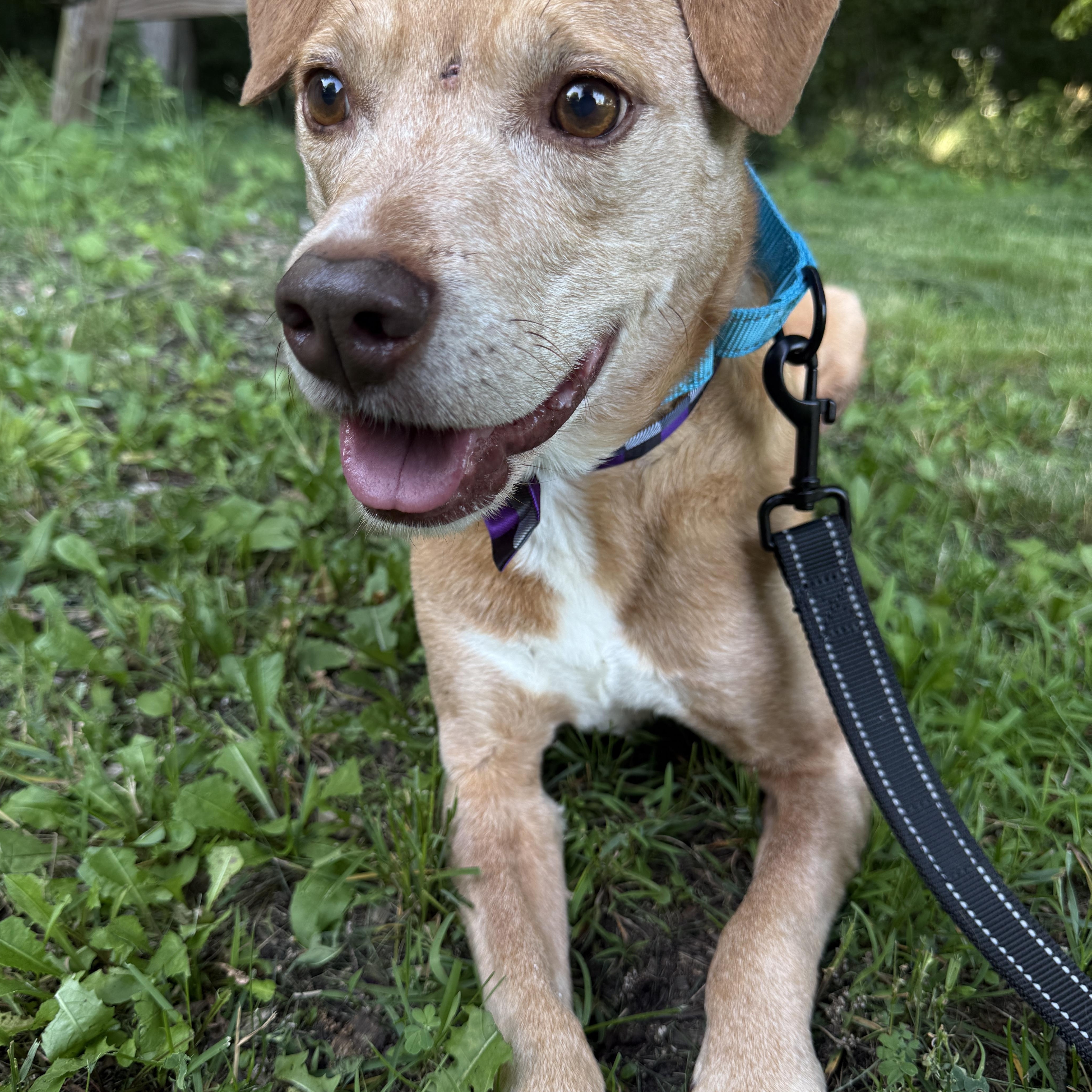 Enlarge Clark, a Adoptable mixed breed in Milwaukee, WI image 1/3