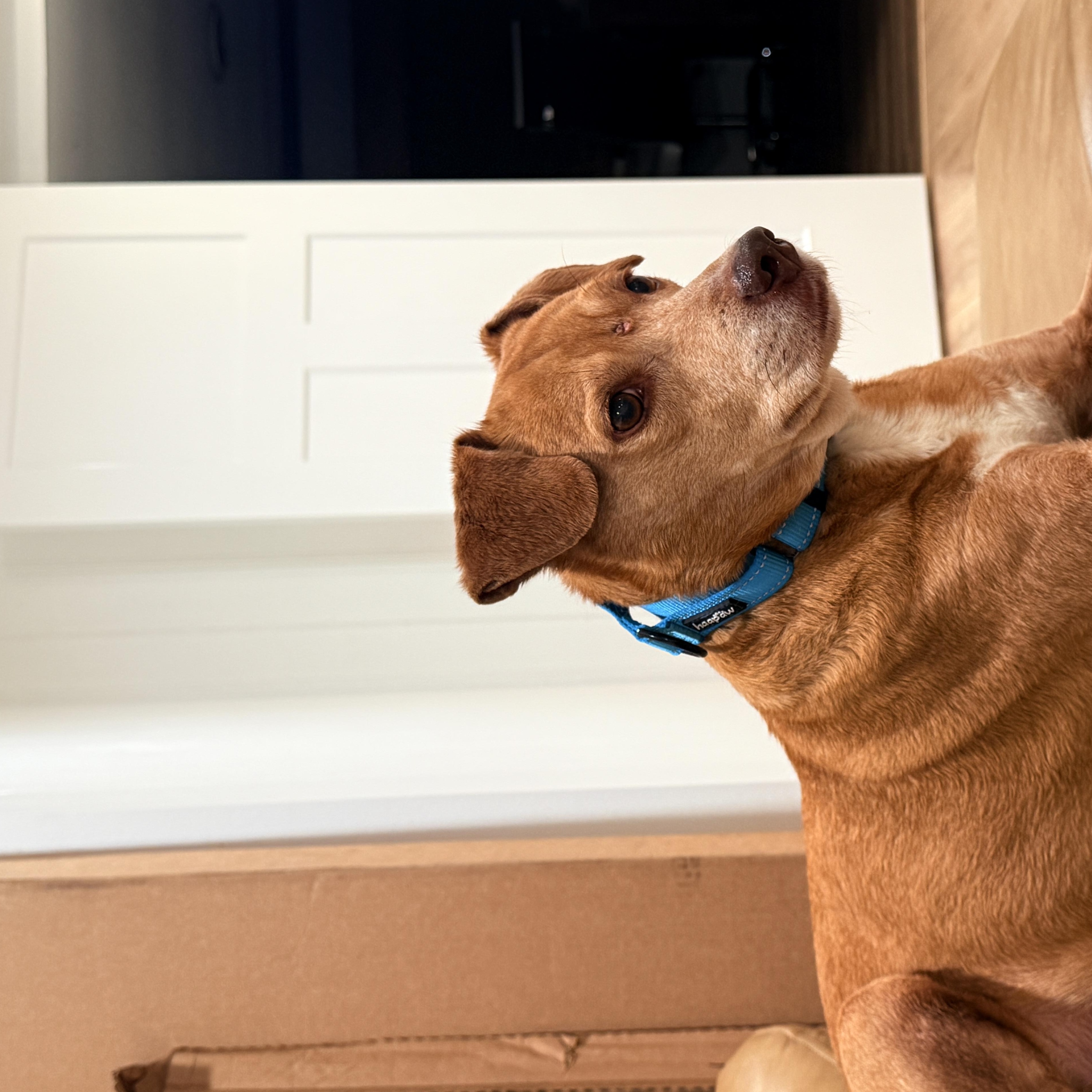 Enlarge Clark, a Adoptable mixed breed in Milwaukee, WI image 3/3