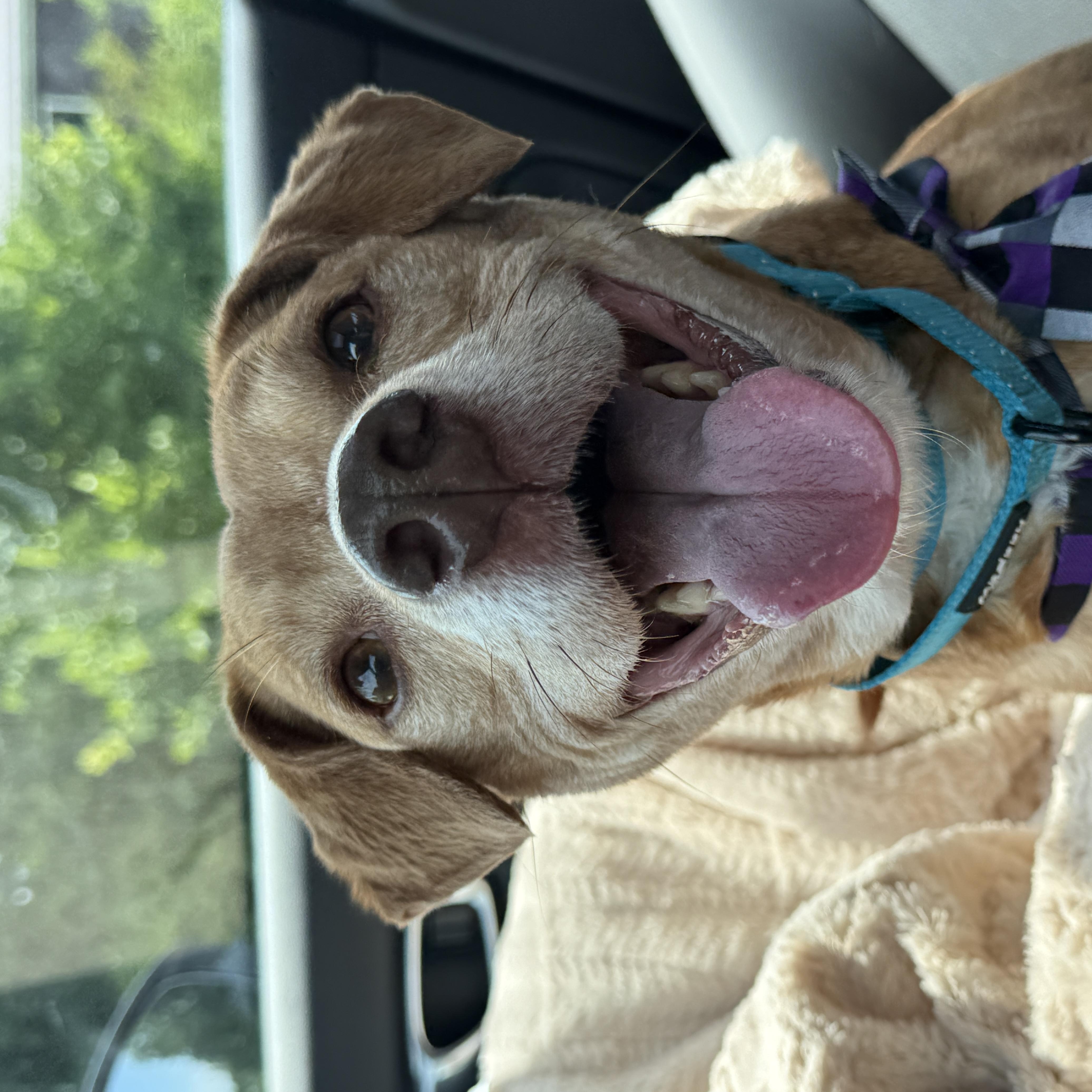 Enlarge Clark, a Adoptable mixed breed in Milwaukee, WI image 2/3