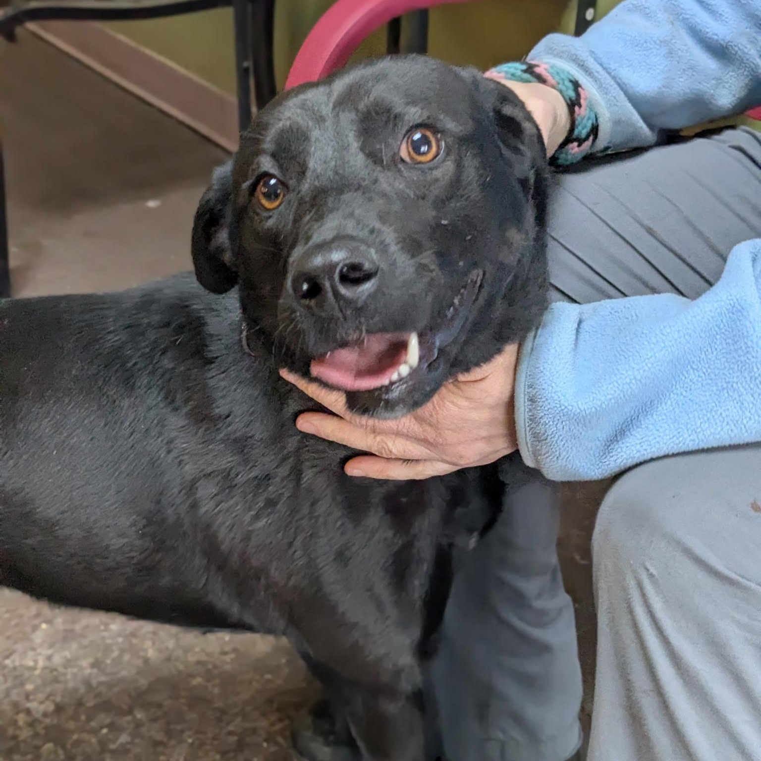 Enlarge Peaches, a ADOPTABLE mixed breed in Williston, VT image 6/6
