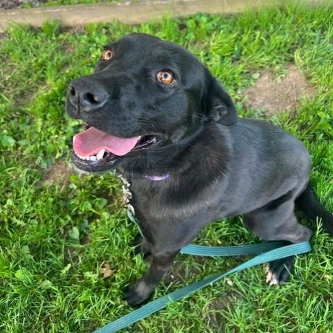 Peaches, an adopted mixed breed in Williston, VT image 1/6