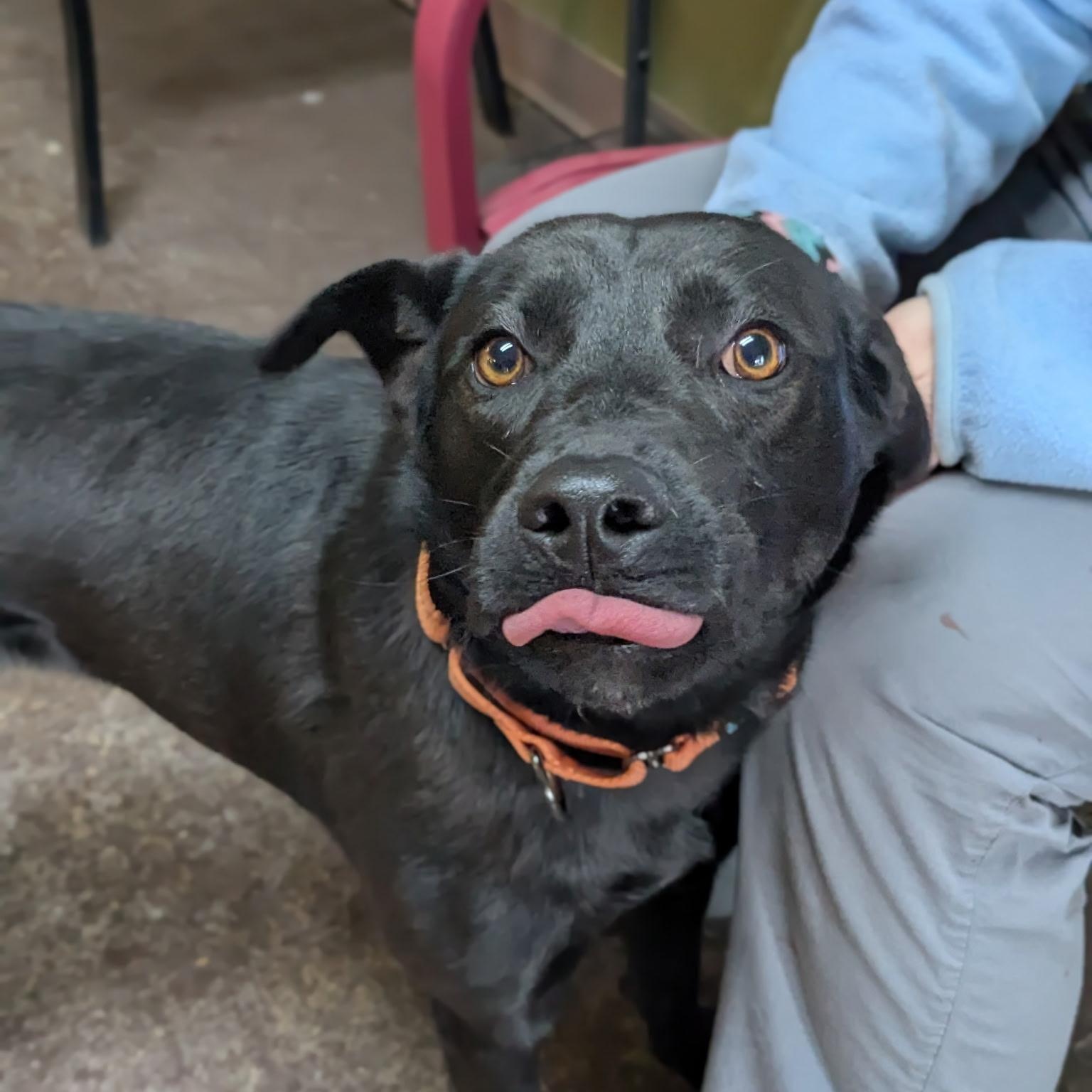 Peaches, ADOPTABLE, Young Female Black Labrador Retriever.
