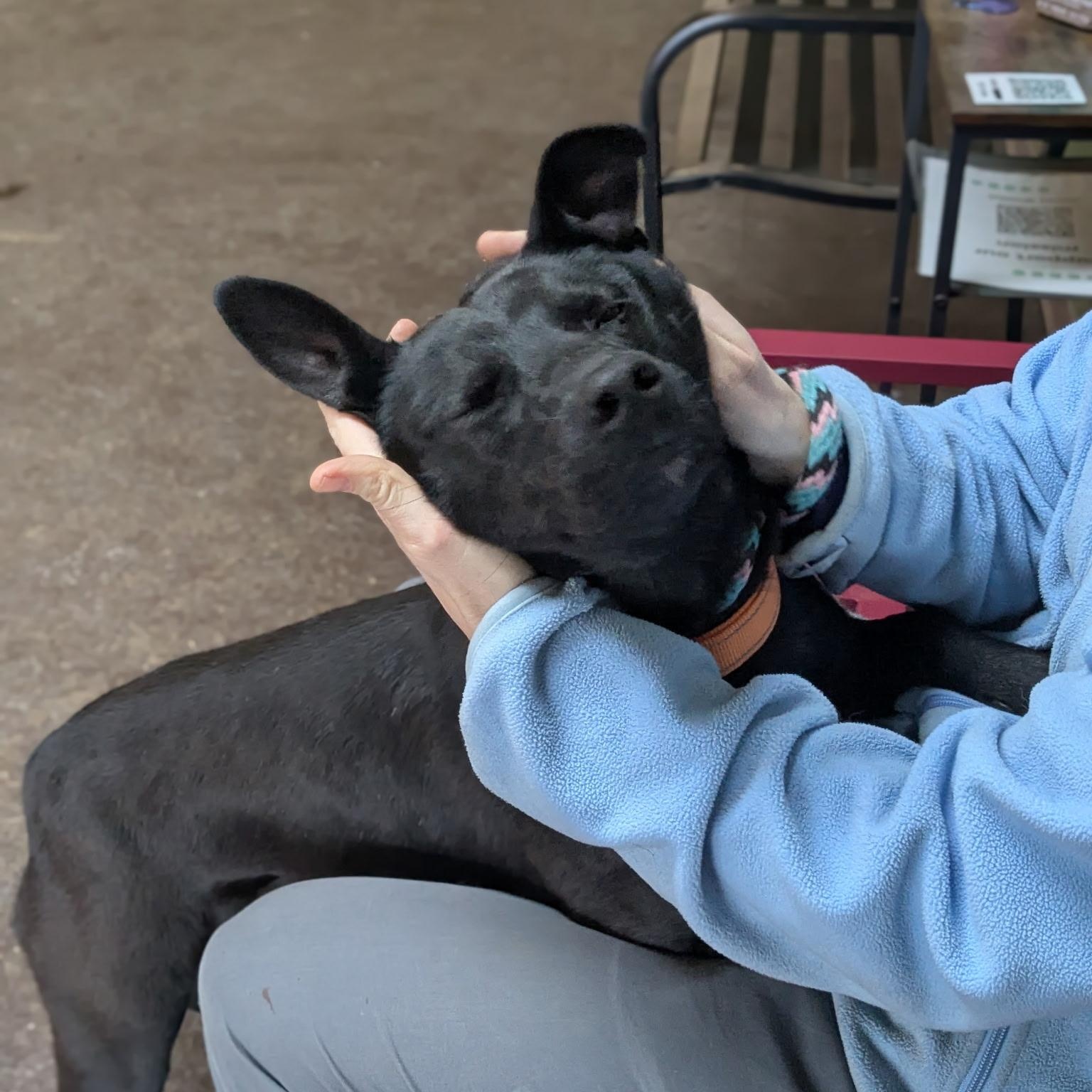 Enlarge Peaches, a ADOPTABLE mixed breed in Williston, VT image 4/6