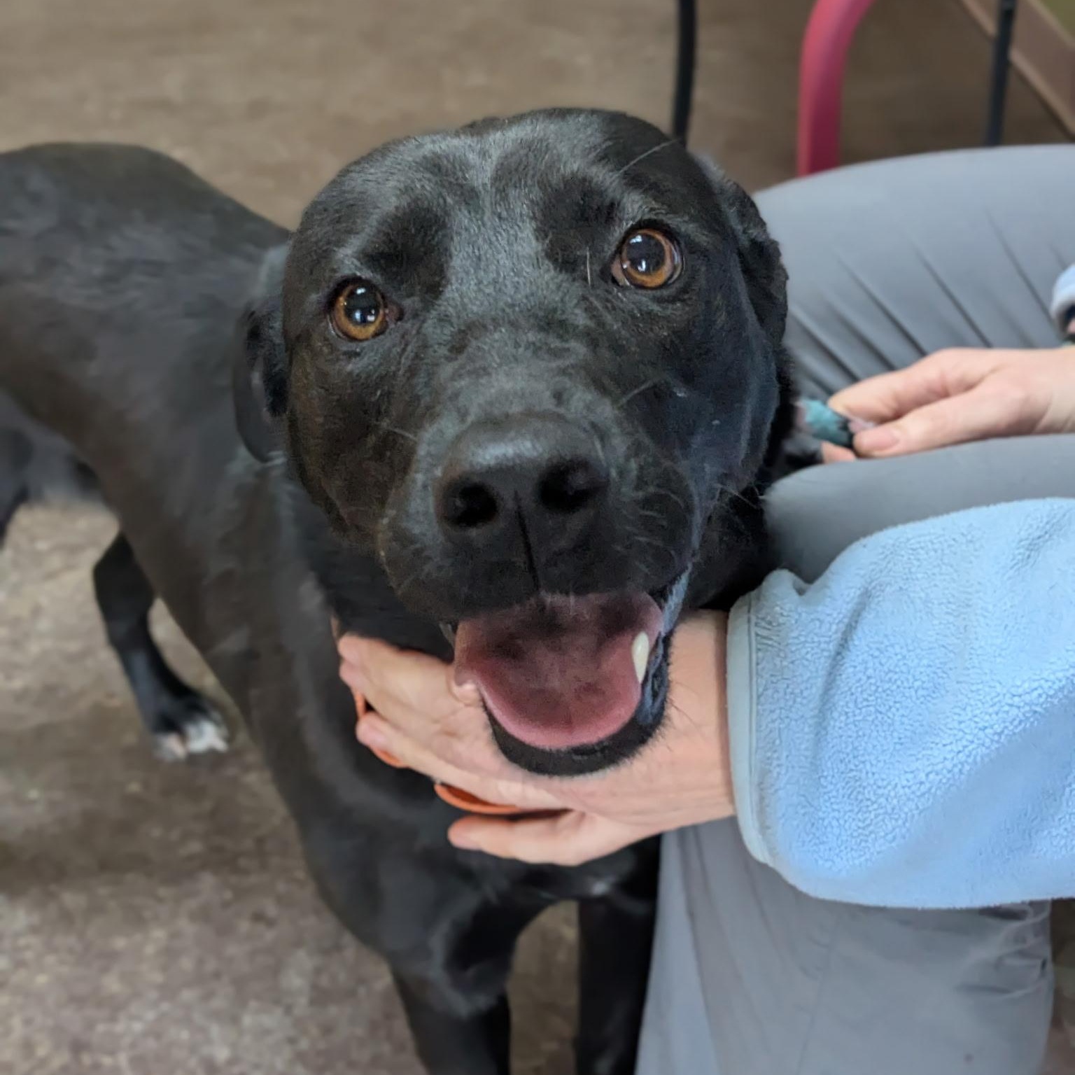 Enlarge Peaches, a ADOPTABLE mixed breed in Williston, VT image 5/6